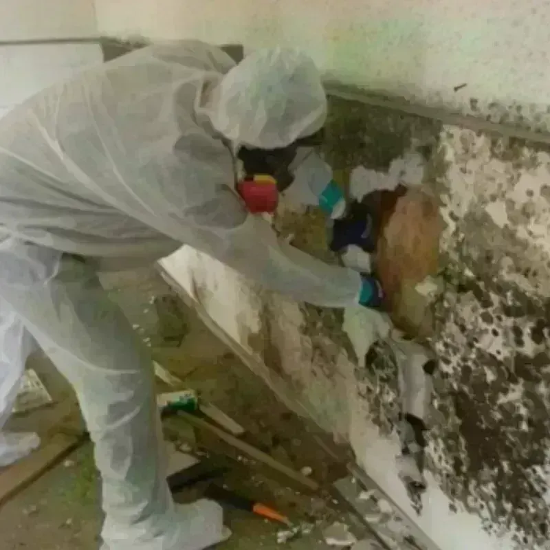 Mold Remediation and Removal in Tahoma, CA